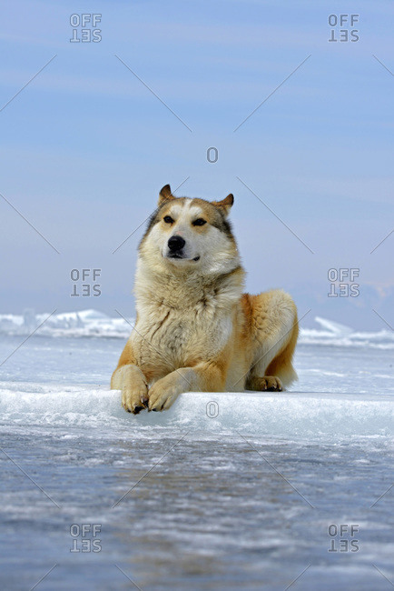 Siberian Husky lying on frozen lake, Lake Baikal