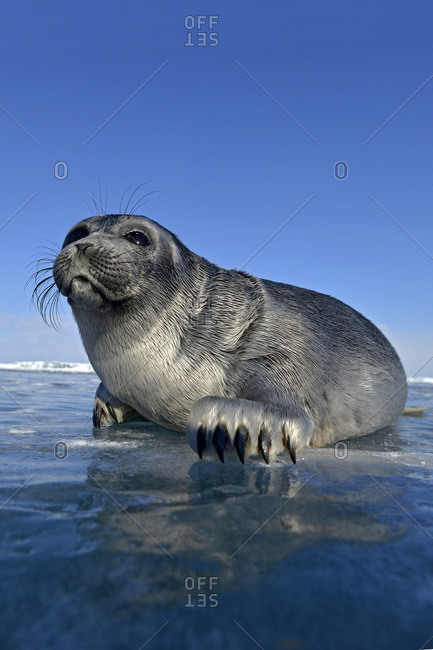 Baikal seal at an ice hole, Lake Baikal