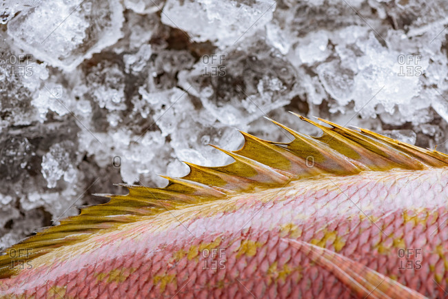 Dorsal spines of a red snapper on ice