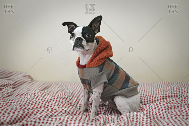 Boston terrier in jacket on bed