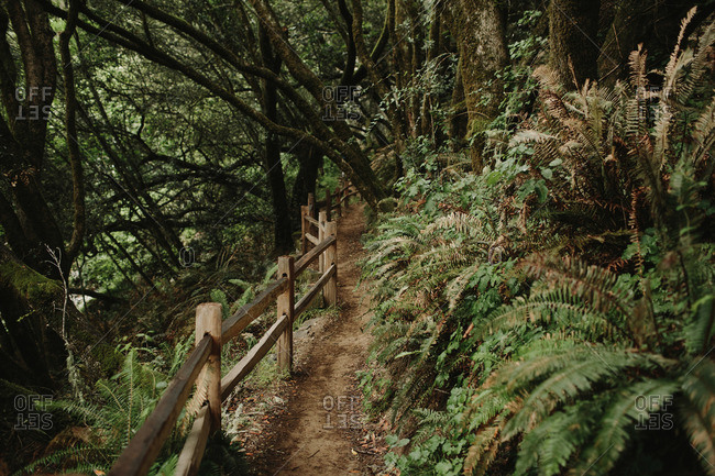 A hiking trail lined with ferns