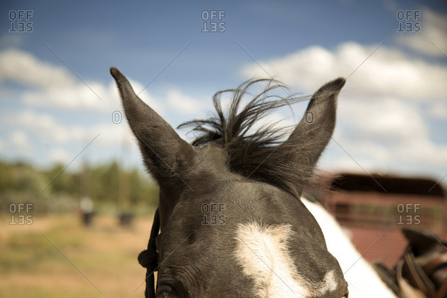 Top of a horse\'s head and ears