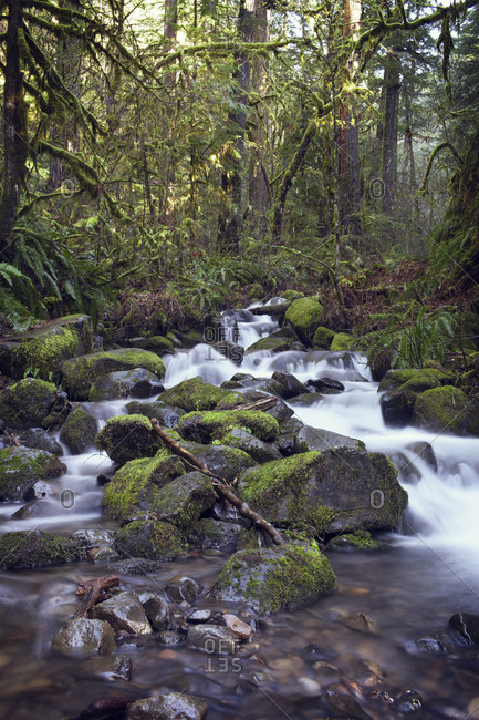 Water running over rocks in forest stream