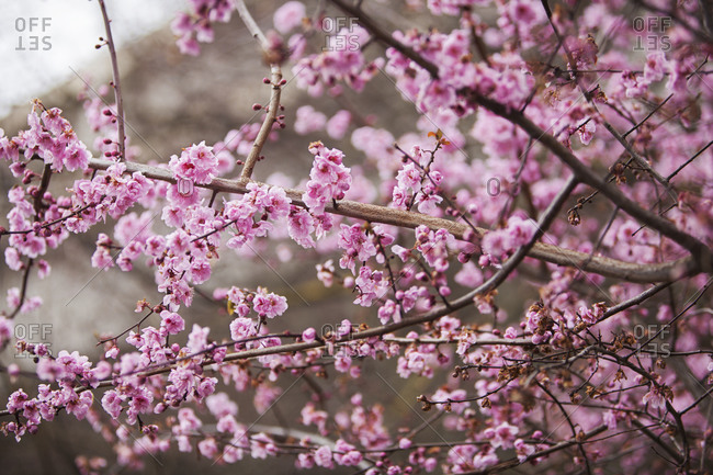 Pink floral blossoms on tree branches