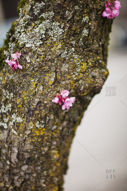 Pink floral blossoms on tree trunk