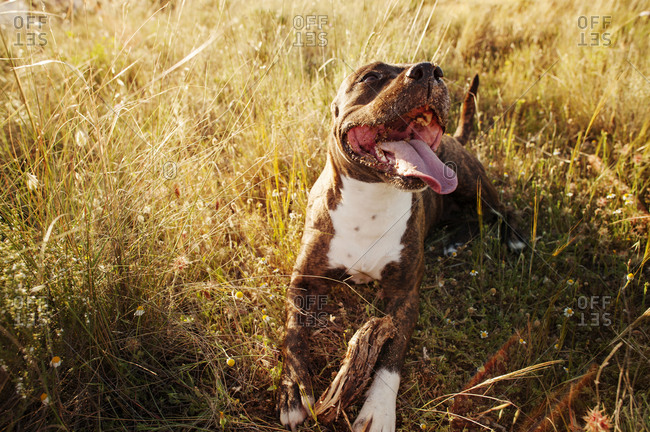 Happy dog panting lying in grass in field