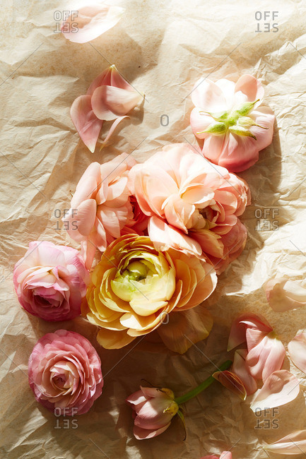 Yellow and pink garden rose blossoms on tissue paper surface