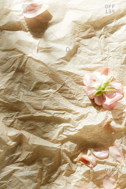 Pink garden rose petals on beige tissue paper surface