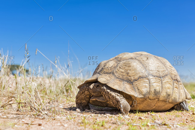 Leopard tortoise, Kgalagadi Transfrontier Park