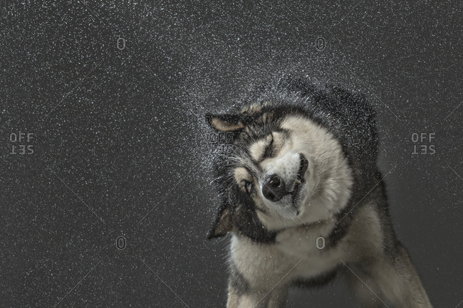 Siberian Husky shaking off water over gray background