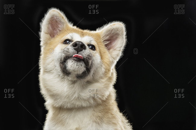 Low angle view of Japanese Akita sticking out tongue over black background