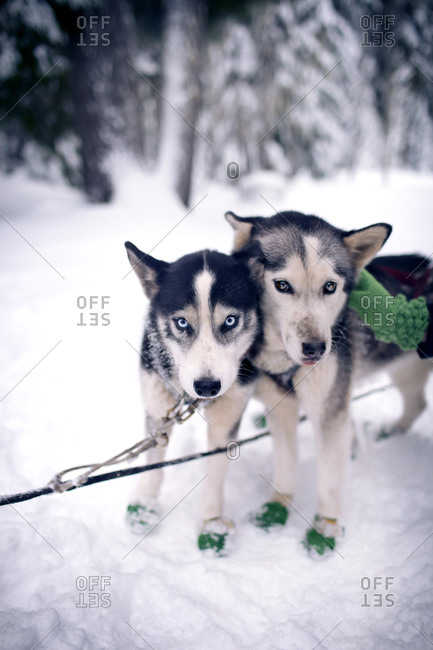 Husky puppies harnessed to a dogsled