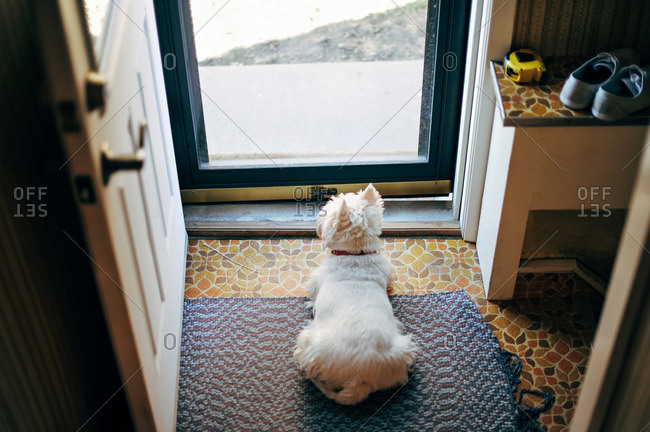 Dog gazing out glass door in home