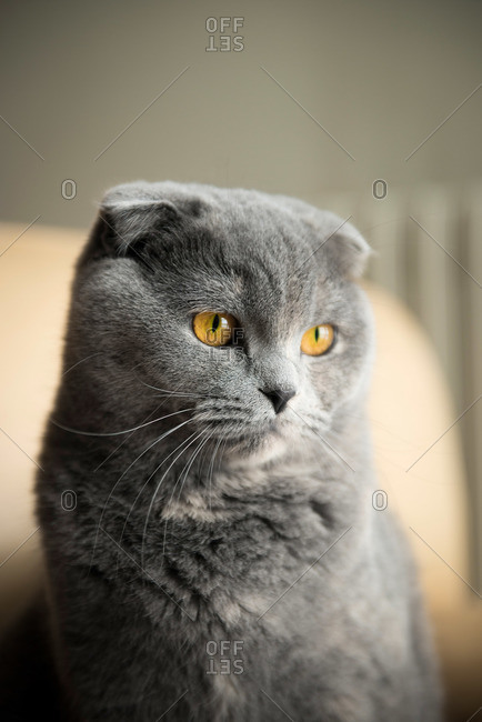 Portrait of a British shorthair cat with folded ears
