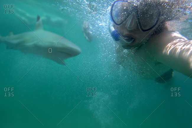 Shark attacking a swimmer