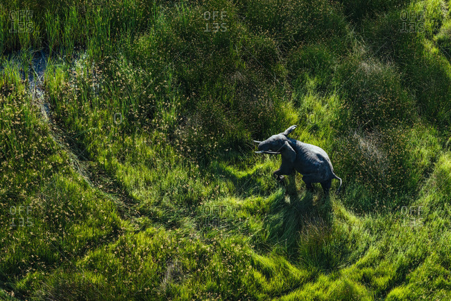 Elephant walking in the Okavango Delta, Botswana
