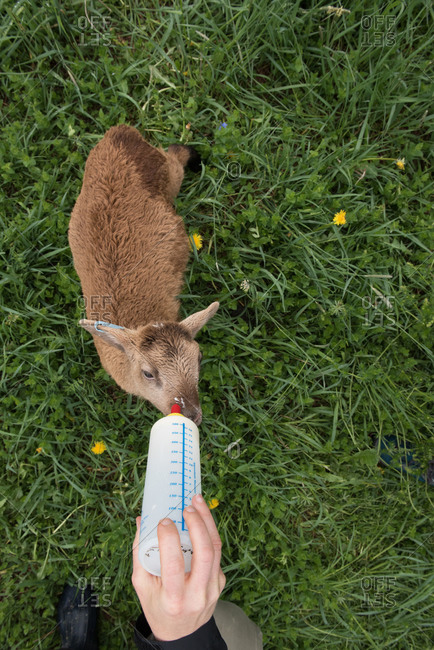 Lamb being fed from a bottle