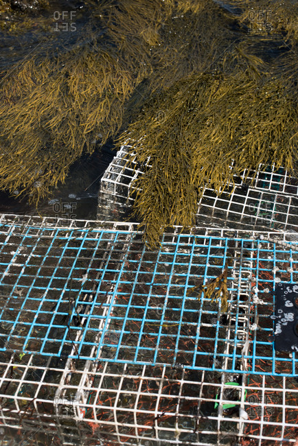 Crab pots covered in seaweed