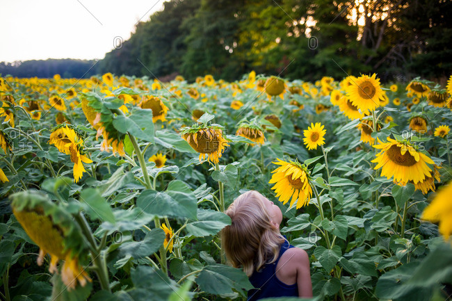 Little girl looking at a tall sunflower in field