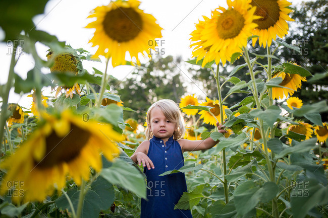 Toddler girl dwarfed in a field of tall sunflowers