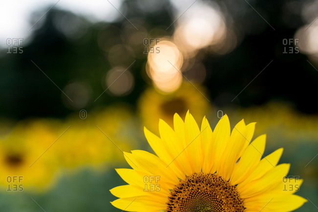 Close-up of the top of a sunflower at a sunflower farm