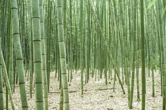 Bamboo forest, Arashiyama, Japan