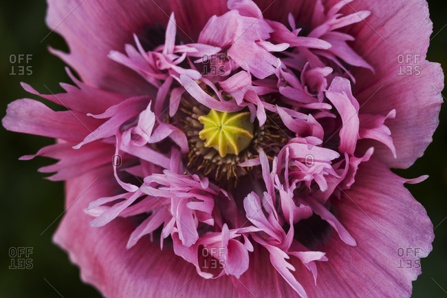 Pink poppy, close-up