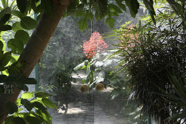Inside botanical gardens greenhouse
