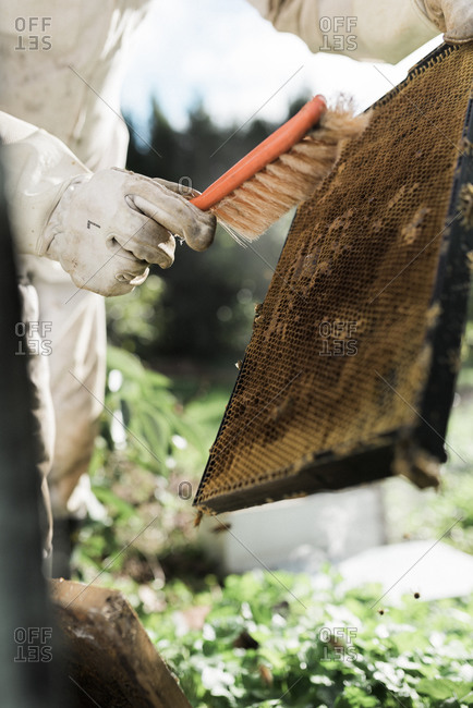Beekeeper brushing a frame to remove bees