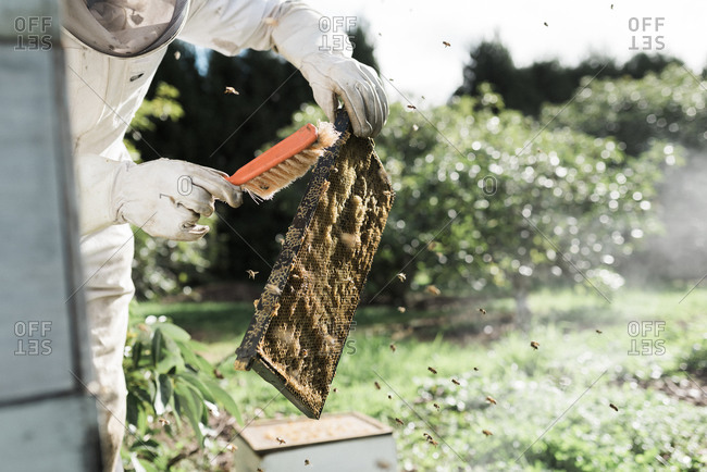 Bees flying around a beekeeper as he brushes a frame