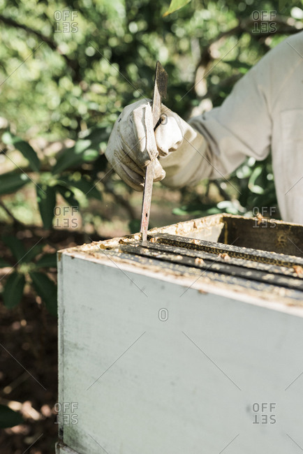 Beekeeper using a j-hook tool to remove frames from a hive