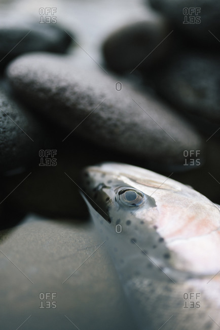 Head of a dead fish floating in a stream