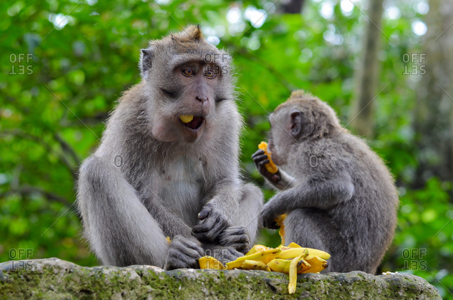 Macaque monkeys eat bananas in Bali, Indonesia
