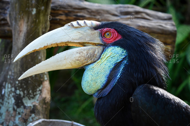 Close-up of a  bar-pouched wreathed hornbill in Bali, Indonesia