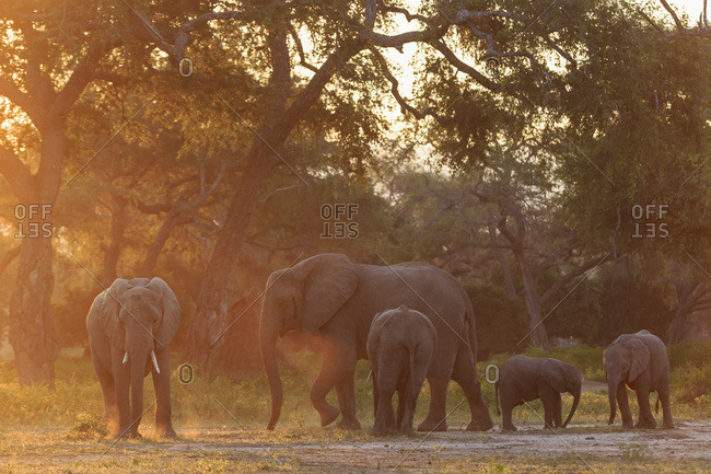 Herd of elephants with young animals