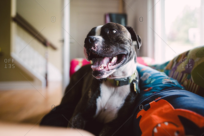 A pit bull sits on a couch panting