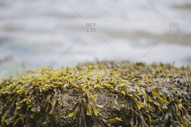 Marine plants growing on rock by beach