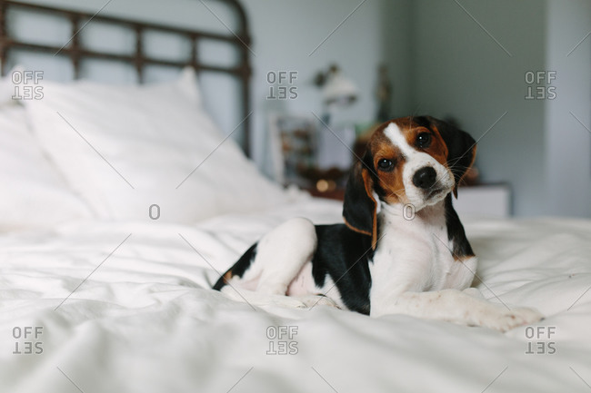 Cute beagle puppy tilts head while sitting on white bed