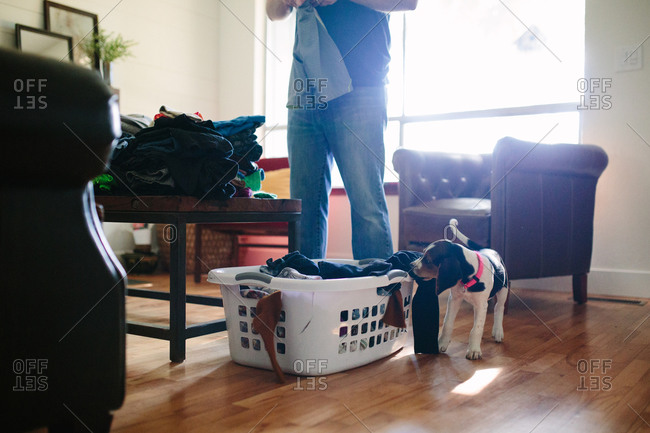 Man folding laundry while playful puppy attempts to steal clean clothes