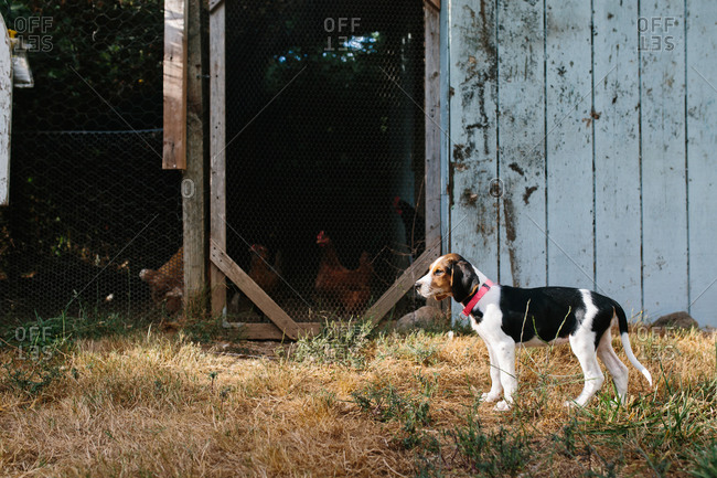 Beagle dog standing outdoors next to chicken coop