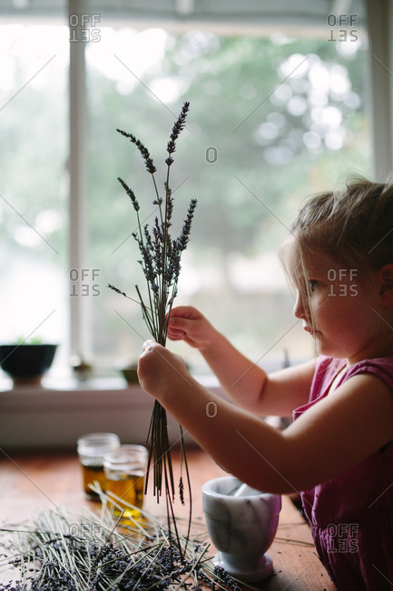 Young girl gathering stems of dried lavender to make scented oil at kitchen table
