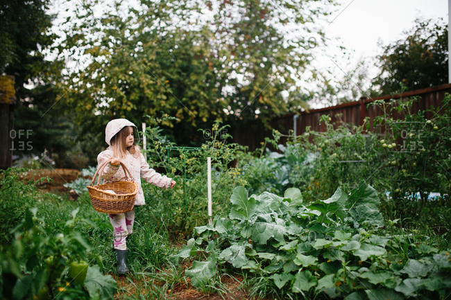 Girl with basket harvesting crops in vegetable garden