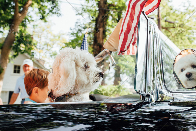 Dog riding in convertible car in Independence Day parade