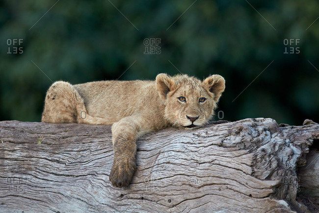 Lion (Panthera leo) cub on a downed tree trunk, Ngorongoro Crater, Tanzania