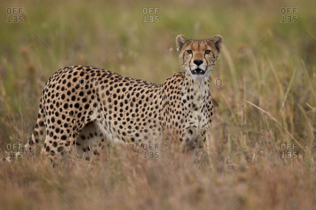Cheetah (Acinonyx jubatus), Serengeti National Park, Tanzania