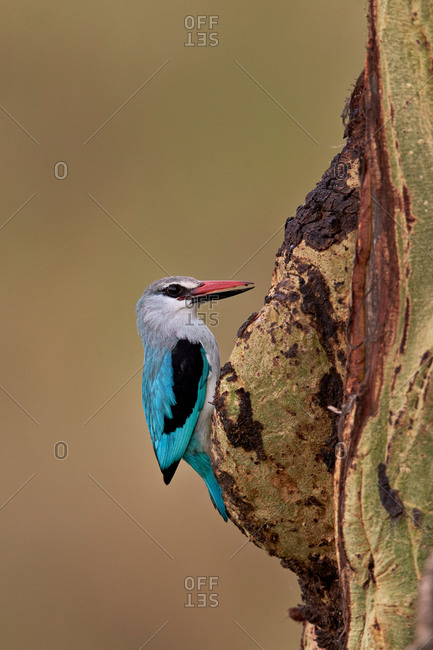 Woodland Kingfisher (Halcyon senegalensis), Serengeti National Park, Tanzania