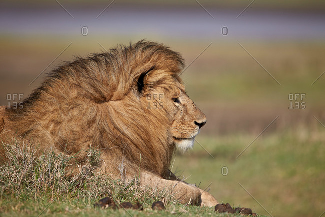 Lion (Panthera leo), Serengeti National Park, Tanzania