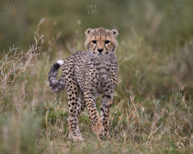 Cheetah (Acinonyx jubatus) cub, Serengeti National Park, Tanzania