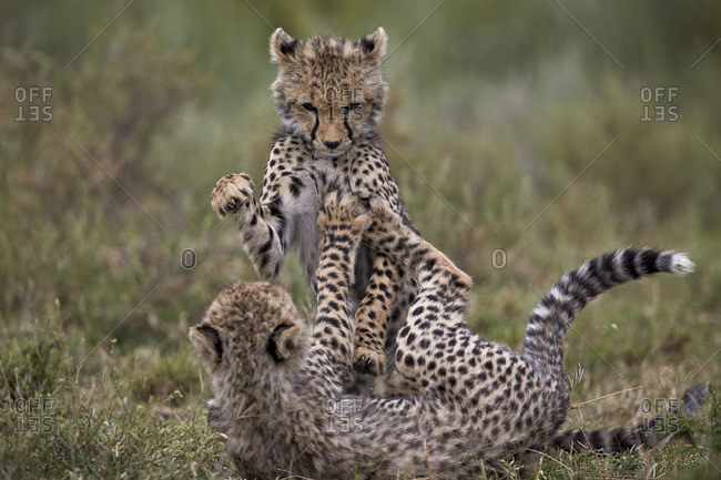 Cheetah (Acinonyx jubatus) cubs playing, Serengeti National Park, Tanzania