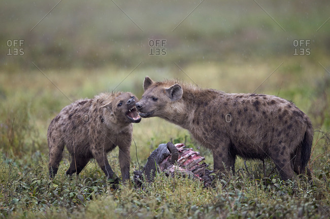 Spotted Hyena (Crocuta crocuta) at a Blue Wildebeest or Brindled Gnu carcass, Ngorongoro Conservation Area, Serengeti, Tanzania